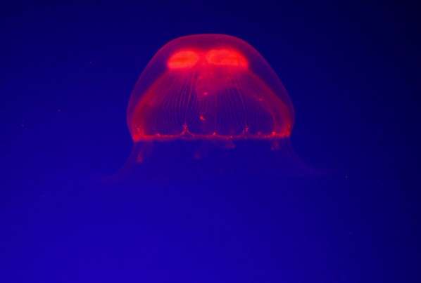 蓝色星球水族馆 Blue Planet Aquarium 