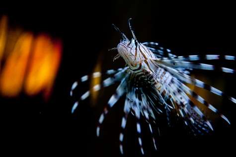 圣安德鲁斯水族馆 St Andrews Aquarium 