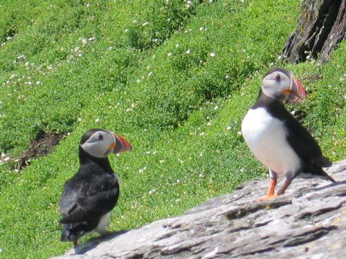 斯凯利格迈克尔岛 Skellig Michael 