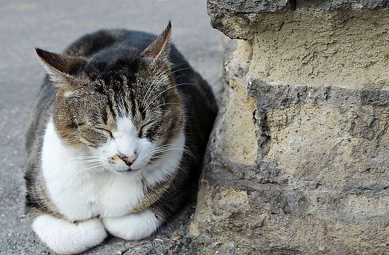 银塔广场 Largo di Torre Argentina 