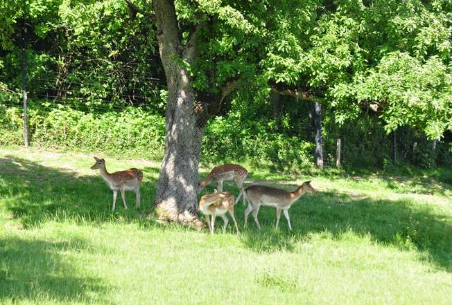 琅根伯格野生动物园 Wildpark Langenberg 