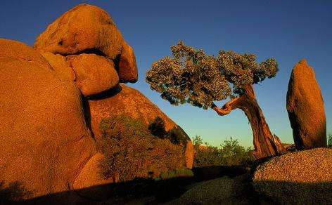 约书亚树国家公园 Joshua Tree National Park 