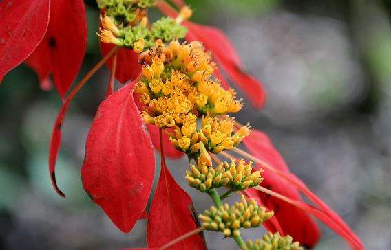 瓦希阿瓦植物园 Wahiawa Botanical Garden 