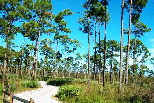 乔纳森迪肯逊州立公园 Jonathan Dickinson State Park 