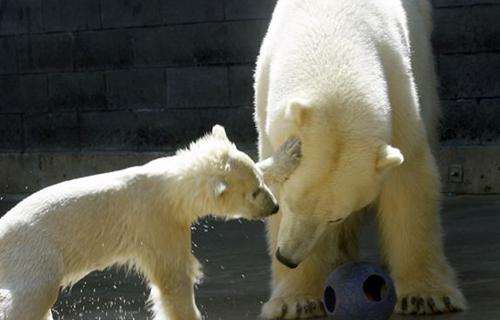 托莱多动物园 Toledo Zoo 