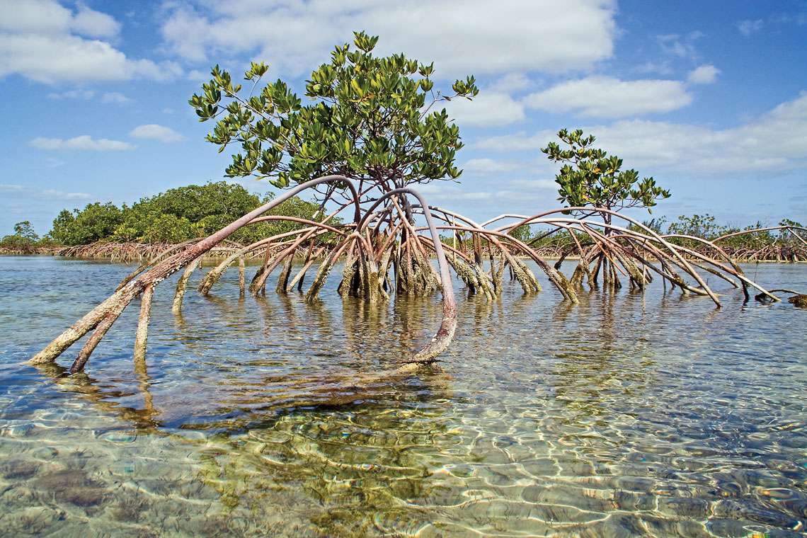 骨鱼池国家公园 Bonefish Pond National Park 