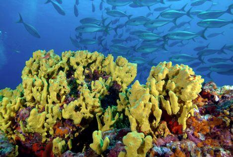 柯义巴岛国家公园及其海洋特别保护区 Coiba National Park and its Special Zone of Marine Protection 