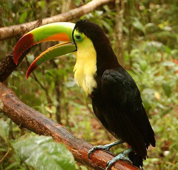 贝里斯动物园 Belize Zoo 