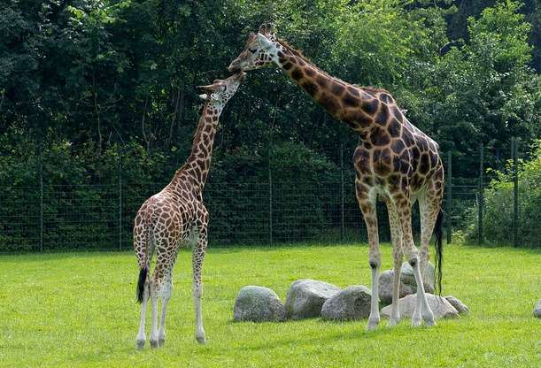 奥尔堡动物园 Aalborg Zoo 