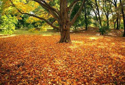 阿诺德植物园 Arnold Arboretum 