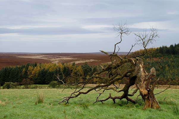 北约克湿地国家公园 North York Moors National Park 