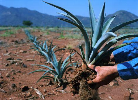 龙舌兰景观和特基拉的古代工业设施 Agave Landscape and Ancient Industrial Facilities of Tequila 