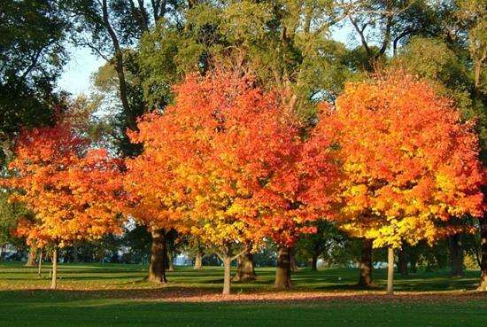 滨湖尼亚加拉 Niagara-on-the-Lake 