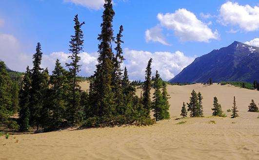 卡克罗斯沙漠 Carcross Desert 