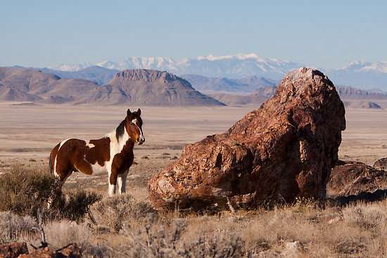 大盆地沙漠 Great Basin Desert 