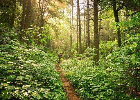 皮斯加国家森林 Pisgah National Forest 