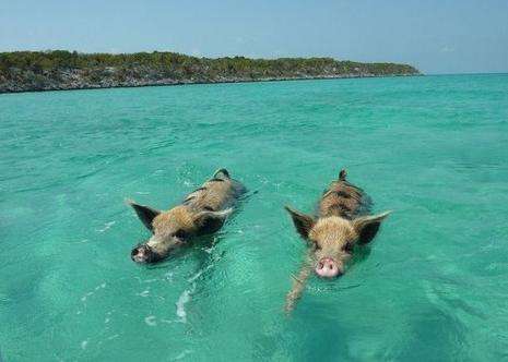 猪沙滩猪岛 Pig Beach 