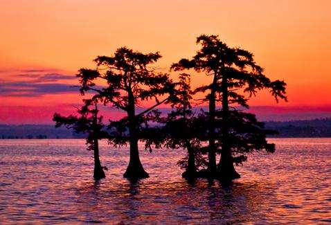 里尔富特湖 Reelfoot Lake 