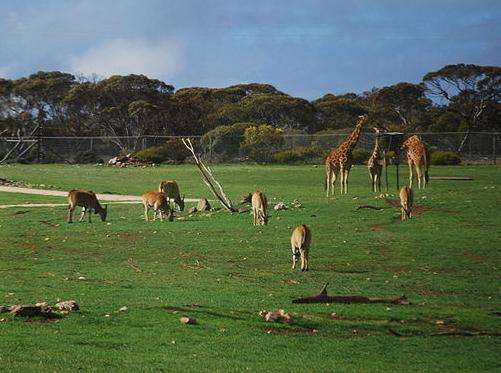 莫纳托动物园 Monarto Zoo 