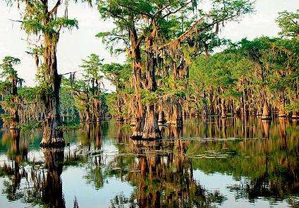 喀多湖 Caddo Lake 