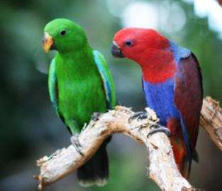 凯恩斯野生动物聚栖地 Cairns Wildlife Dome 