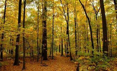 魏斯曼森林自然保护区 Wesselman Woods Nature Preserve 