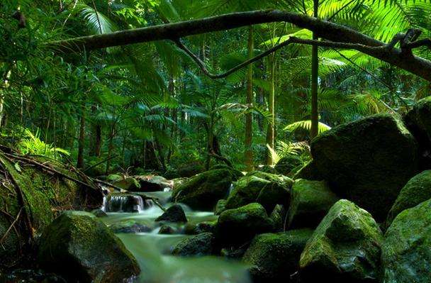 丹翠国家公园 Daintree National Park 