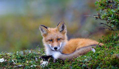 育空三角洲国家野生动物保护区 Yukon Delta National Wildlife Refuge 