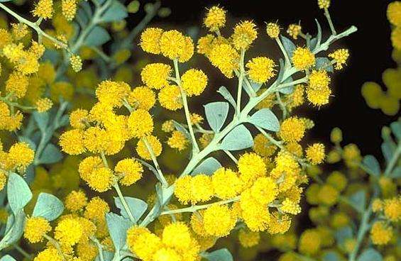 澳洲国家植物园 Australian National Botanic Gardens 澳洲国家植物园 Australian National Botanic Gardens