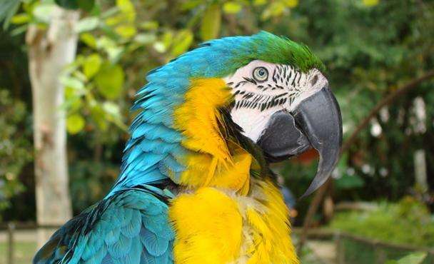 凯恩斯热带动物园 Cairns Tropical Zoo