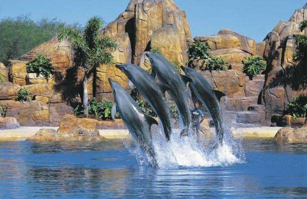 黄金海岸海洋世界 Sea World Gold Coast 