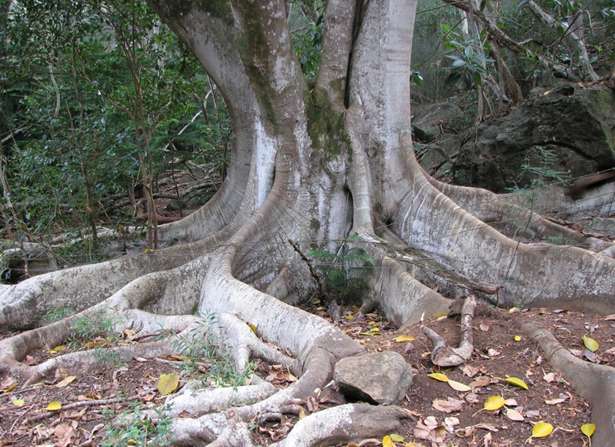 哈拉瓦山谷 Halawa Valley 