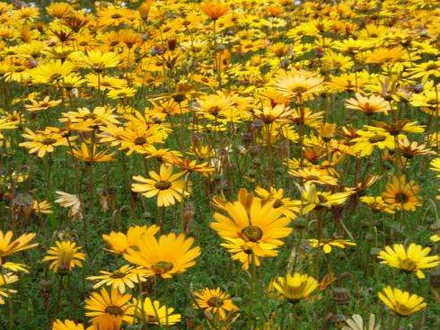 约翰尼斯堡植物园 Johannesburg Botanical Garden 