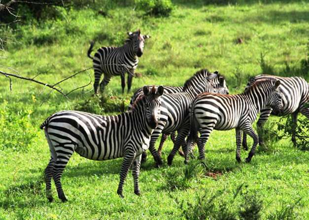 姆布罗湖国家公园 Lake Mburo National Park 