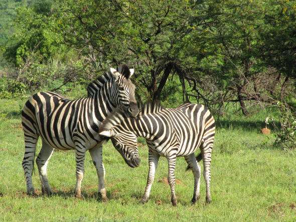 匹兰斯堡国家公园 Pilanesberg Game Reserve 