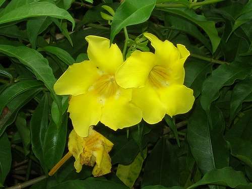 维多利亚植物园 Victoria Botanical Gardens 