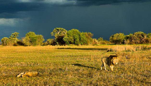 卡富埃国家公园 Kafue National Park