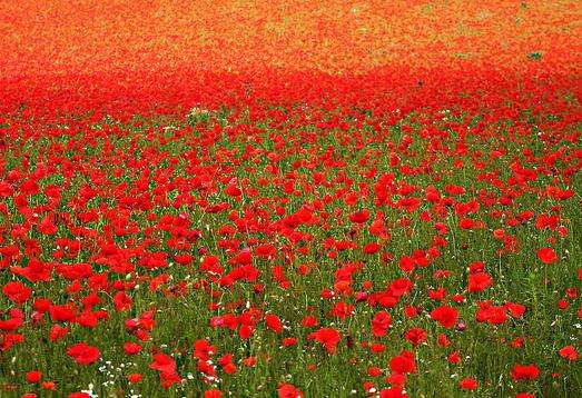 罂粟花田 Poppy Field