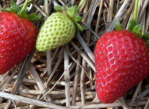 凯特浆果农场 Kate's Berry Farm