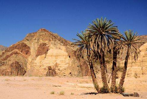 哈里杰绿洲 Kharga Oasis 