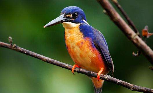 布鲁姆鸟类观察站 Broome Bird Observatory 