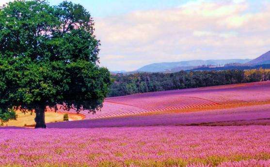 柏德史托薰衣草农庄 Bridestowe Estate Lavender Farm 