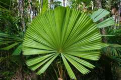 昆士兰湿热带地区 Wet Tropics of Queensland 