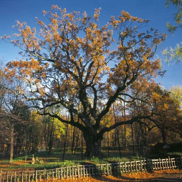 鲍尔泰克橡树 Bartek Oak Tree 