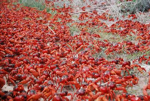 圣诞岛 Christmas Island 