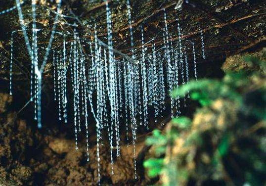 怀托摩萤火虫洞 Waitomo Caves 