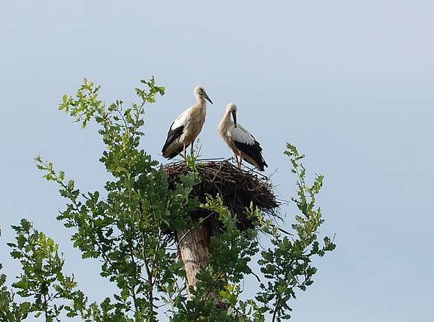 鹳之村 Stork Village 