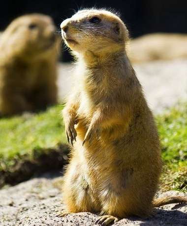 柯里奇野生动物园 Curraghs Wildlife Park 