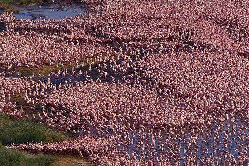 纳库鲁湖 lake Nakuru 