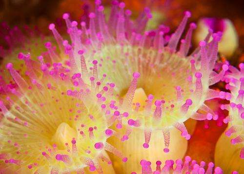 普尔奈茨群岛海洋保护区 Poor Knights Islands Marine Reserve 